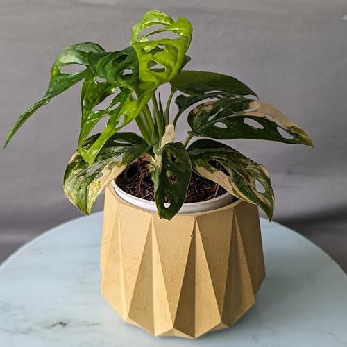 Image of Little Jungle X CuteCrete Sage Concrete Planter For 3 inch - 4 inch Pots (Yellow) | | flower pots for home decoration | Balcony Decor | Garden