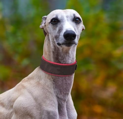 vicusse Breite Personalisierte Leder Hundehalsband für großen Hund. Weiches Dickes gepolstertes Hundehalsband mit Großem Namen für Schwarz XL Schwarz