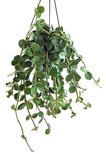 Fangblatt - Peperomia"Hope" - grüner Zwergpfeffer - wunderschöne Grünpflanze zum hängen - pflegeleichte Zimmerpflanze Cover