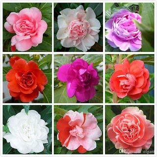 BHAJANLAL GREENERY Balsam Rose Flower Seeds [ 50+ Seeds Pack ] Mix Colour flower Seeds +Coco 100 Gram for grow seeds (B09PRML5N4) Amazon Price History, Amazon Price Tracker