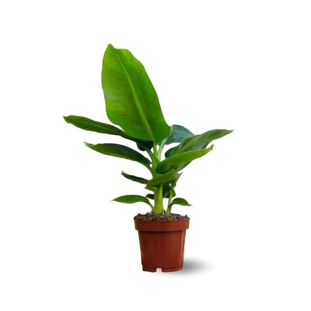 Bananier musa plante d'intérieur et extérieur purificateur d'air pot 12 cm
