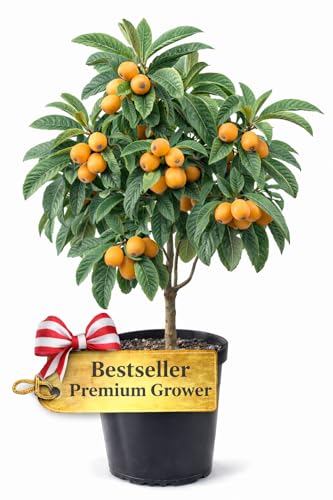 Live Loquat Tree (Eriobotrya Japonica) 3–4 ft – Fast-Growing Fruit Tree for Home Gardens