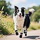 4 PCS Hundeschuhe Sommer, Hundeschuhe Pfotenschutz, Pfotenschutz für Hunde, Ausgestattet mit Reflektierendem Band, Geeignet für Den Lnnen- und Außenbereich, Atmungsaktiv und Verschleißfest/Schwarz 6