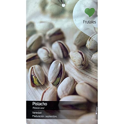 ARBOL FRUTAL NATURAL DE PISTACHO HEMBRA M26 150CM (SEPTIEMBRE) PERFECTO PARA EXTERIOR