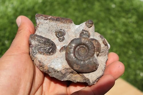 Image of Ammonite Fossil Natural Platyclymenia & Goniatites & Orthoceras Plate Fossil Devonian Fossil from Morocco A120