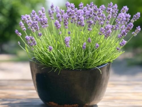 Image of Bigreen Live Lavender Plant with Pot | Aromatic Shrub plants for Home Garden, Balcony, Indoor & Outdoor Decor | Year-Round Purple Blooms | Low-Maintenance, Sun-Loving Herb