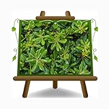 EURO PLANTS VIVAI Pittosporum Tobira Nano en pot 17 cm x hauteur 40 cm