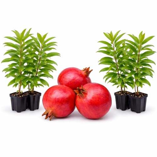 Pomegranate Wonderful Includes (4) Four Plants