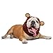 Zoo Snoods Grizzly Bear Dog Costume - Neck and Ear Warmer Headband Protector (Large)