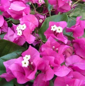 Barbara Karst Bougainvillea (Live Plant) 2.5-Inch Pot