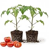 2 Better Boy Tomato Plants Live, 4-8 Inch Tall, Tomato Live Plants Well-Rooted for Garden