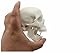 Mike-Dental Human Medical Anatomischer Kopf Knochen Schädel Knochen Mini Modell