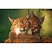 BALIWANLSY Puzzle Casse-Tête Génial de 1000 Pièces pour Adultes, Modèle Animal Deux Lynx, Puzzle Classique Collection 75x50cm