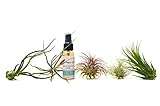 5 Tillandsia Air Plant Pack with Fertilizer Spray / 1oz Spray Bottle/FREE Care Guide/House Plants