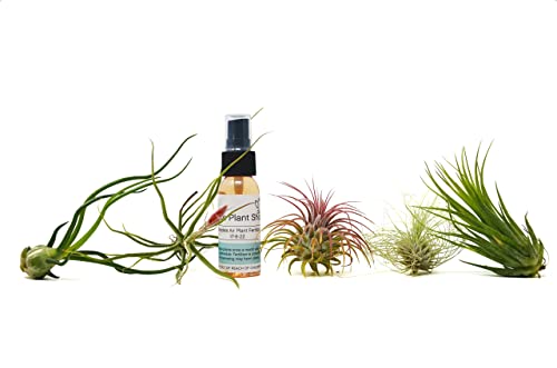 5 Tillandsia Air Plant Pack with Fertilizer Spray / 1oz Spray Bottle/FREE Care Guide/House Plants 5 Tillandsia Air Plant Pack with Fertilizer Spray / 1oz Spray Bottle/FREE Care Guide/House Plants
