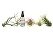 5 Tillandsia Air Plant Pack with Fertilizer Spray/2oz Spray Bottle/FREE Care Guide/House Plants