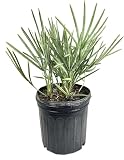 Silver Saw Palmetto - Live Plant in a 4 Inch Growers Pot - Serenoa Repens ‘Silver’ - Native Ornamental Palms from Florida