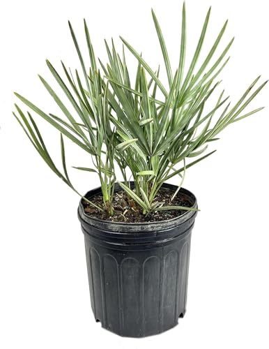 Silver Saw Palmetto live plant in 4 inch pot