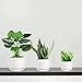 Fasmov Ceramic Plant Pots, 3.8+5.2+6.5 inch, 3 Pack Planters with Drainage Hole and Saucer, Round Modern Flower Pots Succulent Cactus Plant Pots for All House Plants, Flowers, Succulent, White