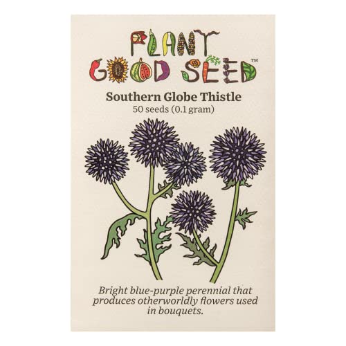 Plant Good Seed Organic Southern Globe Thistle Flower Seeds for Planting: Echinops ritro, Blue Wildflower - 50 Seed Packet