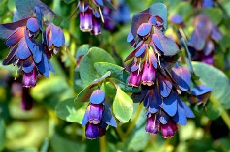 Honeywort Cerinthe Major Purpurascens 45 Seeds