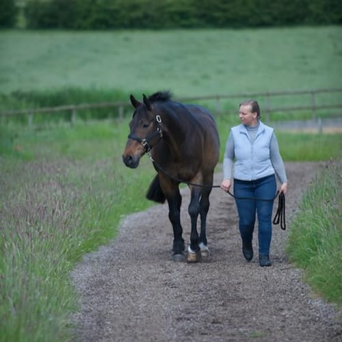 Caring for the Older Horse