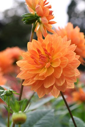 Creative Farmer Flower Seeds : Dahlia Annual Blooming Plants Flower Seed All Season Sweet Smelling Garden [Home Garden Seeds Eco Packet] Plant Seeds (B078R4BBJR) Amazon Price History, Amazon Price Tracker