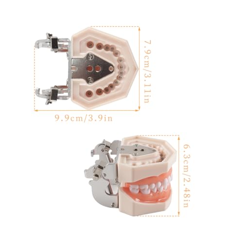 Hoite Dental Typodont Zähne Modell 28 PCS Ersatz Zähne für Zahnarzt Praxis Ausbildung Zahnärzte Studenten