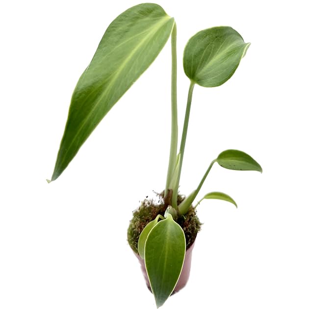 Fangblatt - Monstera burle marx Flame - Fensterblatt mit tief eingeschnittenen Blättern -...