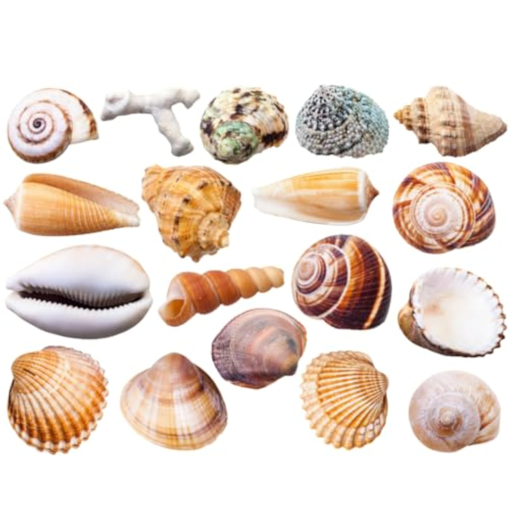Mixed Sea Shells for Aquarium and Crafts