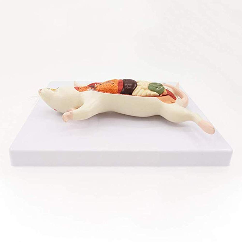 Modèle D'anatomie Animale Modèle D'anatomie Animale Assemblage D'organes Amovibles De Souris Anatomiques Animales - avec Matériel Pédagogique Numérique Vétérinaire