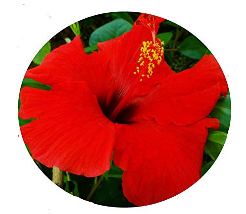 12 Best Low Maintenance Evergreen Shrubs for Front of House | UrbanOrganicYield.com Brilliant Red - Heirloom Tropical Hibiscus rosa-sinensis Live Plant Single Flower Starter...