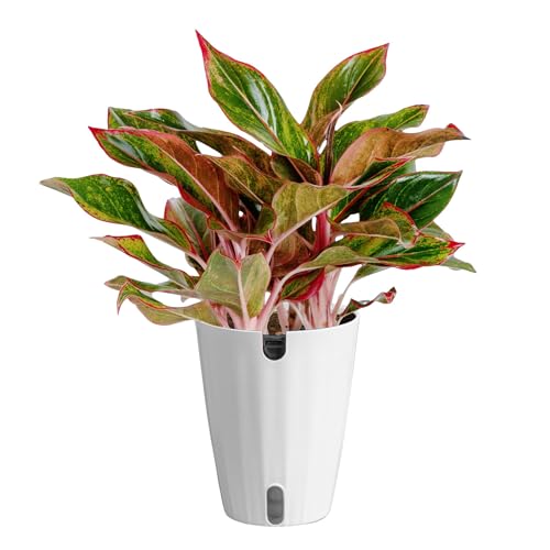 Costa Farms Red Chinese Evergreen Live Indoor Plant, Easy Care Houseplant in Modern Decor Planter, Excellent Housewarming Gift, Unique Home Decor, Room Décor, 15-Inches Tall