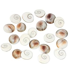 Witte Gomati Chakra 21pcs Shell Natural en Real van Gomti River