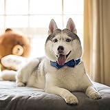 KTWSUEF Hundehalsband Samtiges, mit Abnehmbarer Hunde Fliege, Komfortable Verstellbares Samtige Halsband Hund, Geeignet für Hunde Kleine Mittel große Hunde, Für Hochzeiten, Geburtstage, Partys usw