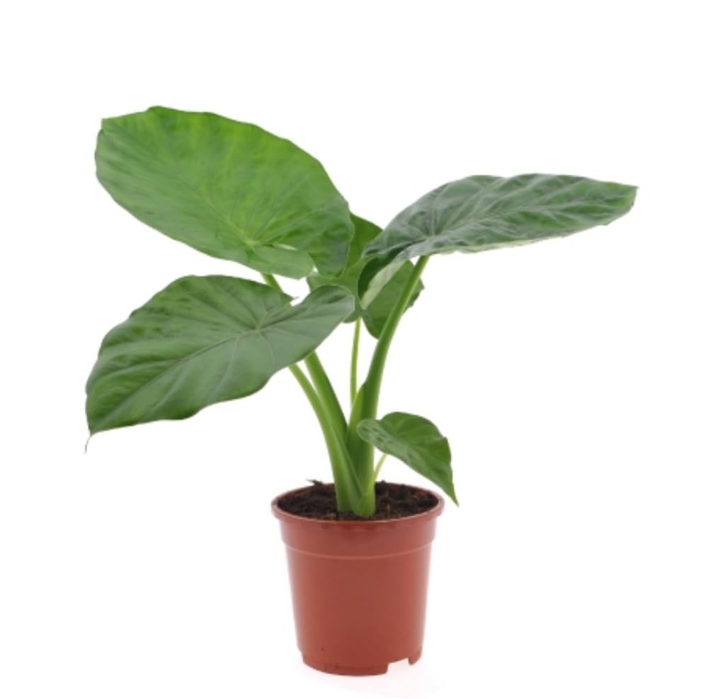 Planta natural Alocasia Macrorrhiza. Altura planta 30-40 cm. Planta tropical con hojas grandes y brillantes, ideal para interiores. Segura Garden.