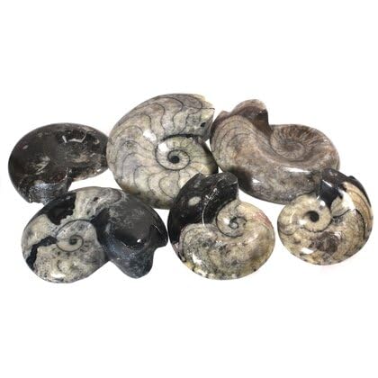 Goniatite Polished Fossil - Large (~65mm)
