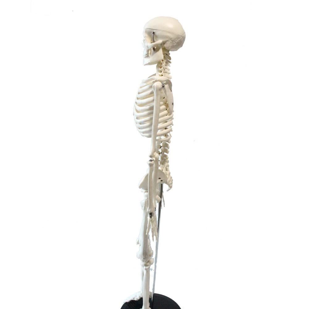 Model szkieletu dla ludzkiego 85 cm czysty biały PVC. Materiał pionowy z metalowym wsparcia pomocy nauczania medycznego dla studentów
