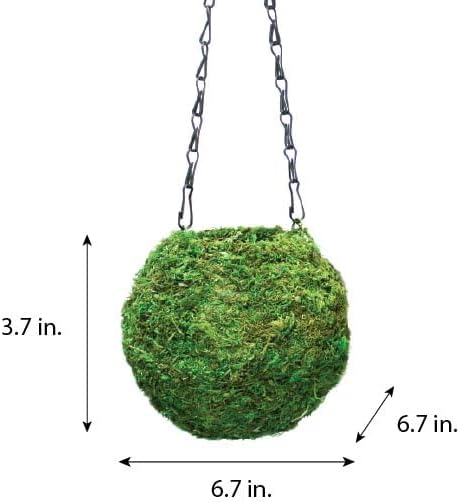 Miniatura 4 de SuperMoss (29348) Kokedama Maceta, 6 pulgadas, verde fresco