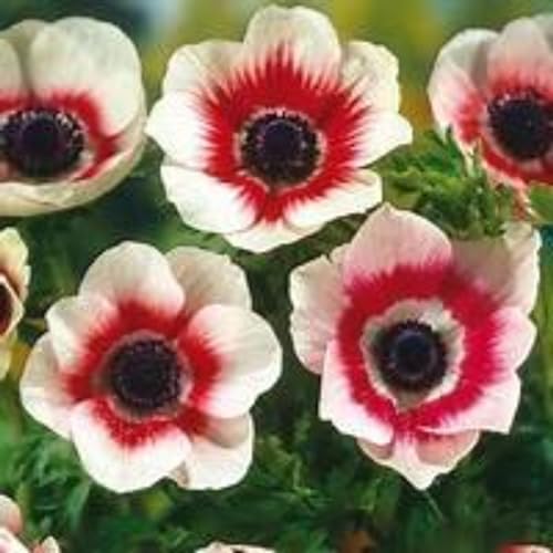 Anémona bulbos,Anemone cathayensis,Decoración De Balcones,Anémona Bulbos de flores exterior todo año,Resistente al frío,Anémona coronaria,anémona bulbos de plantas.-20bulbos-G