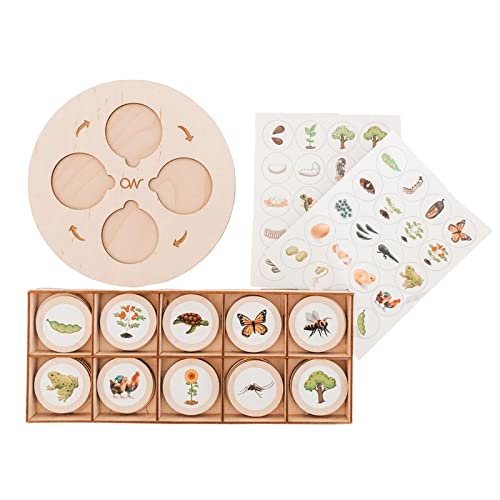 Plateau cycle de vie enfant en bois durable multi projet scolaire éducatif
