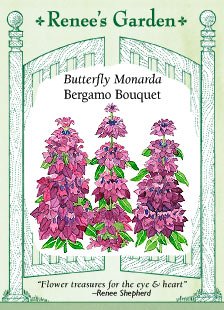Monarda - Butterfly Flowers - Bergamo Bouquet Seeds Monarda - Butterfly Flowers - Bergamo Bouquet Seeds
