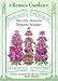 Monarda - Butterfly Flowers - Bergamo Bouquet Seeds