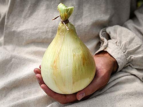 Las nuevas variedades nutritivas gigante china de semillas de cebolla chalota semillas 100PCS jardín semillas de hortalizas de verduras