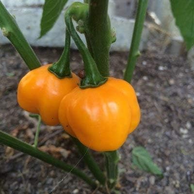Fireball Habanero Chili Pepper Seeds,Exotic Vegetable Seeds 100 seeds