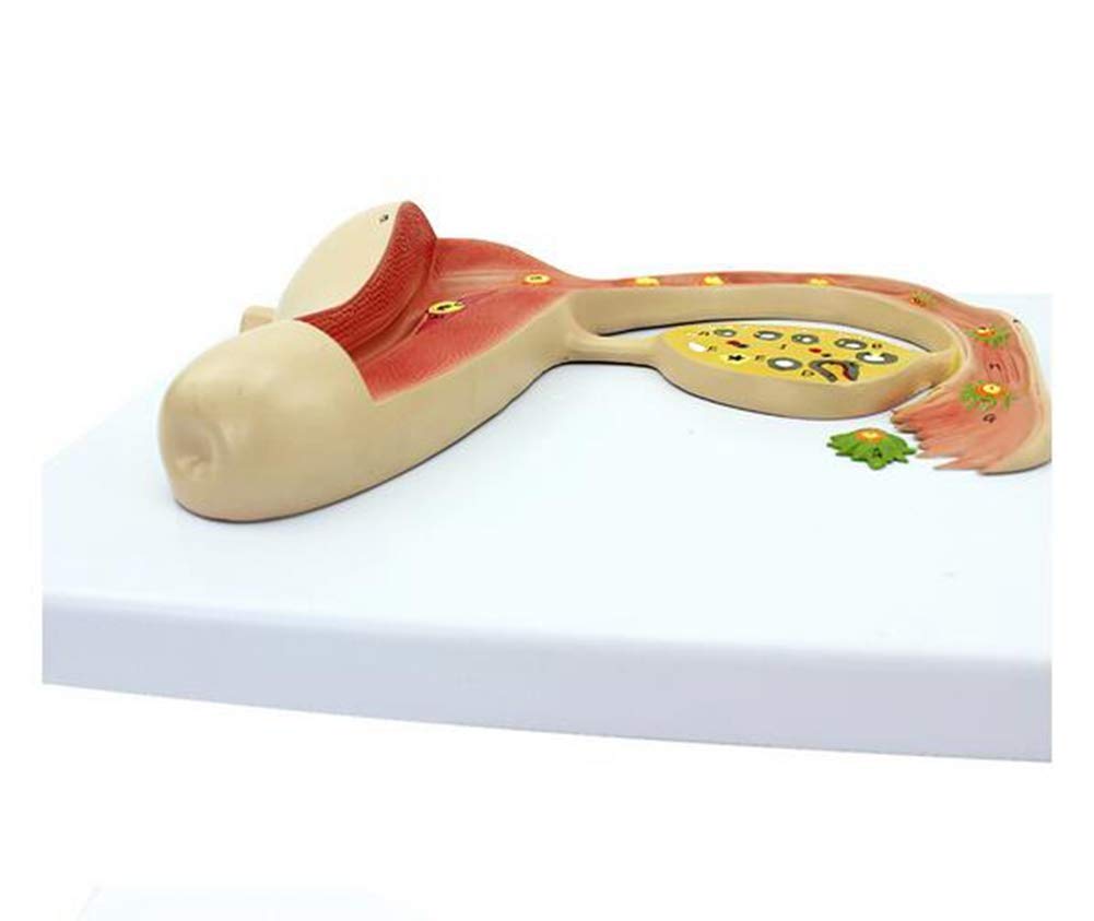 Modello anatomico Umano Modello di processo di Formazione dell'uovo fecondato Umano Modello di Sviluppo embrionale Modello anatomico dell'utero Umano per Lo Studio dell'insegnamento Medico