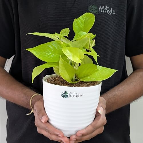 LittleJungle Pothos Neon - Live Plant with 5.5 Inches White Decor...