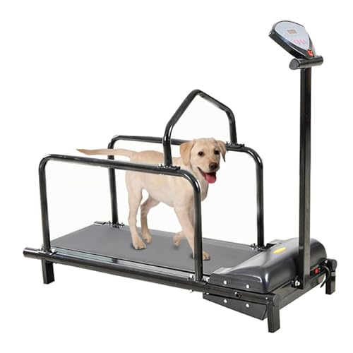 Tapis Roulant Chiens Avis 2025 : Supporte 80 kg & Polyvalent