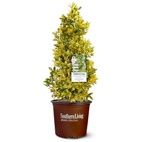 3 Gallon Southern Living Holly Golden Oakland Shrub Cover