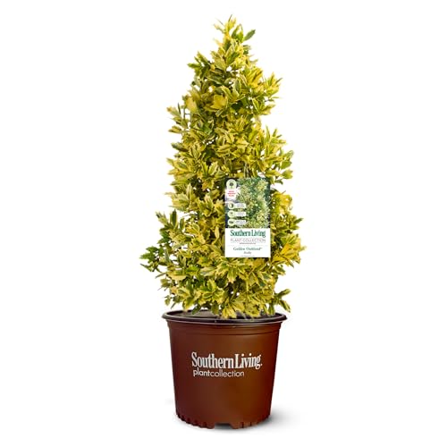 2 Gallon Southern Living Plant Collection Holly Golden...